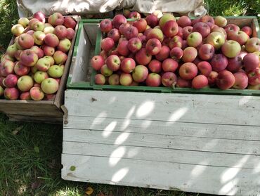 ашкабак урук: Уруктар жана көчөттөр Алма жыгачы