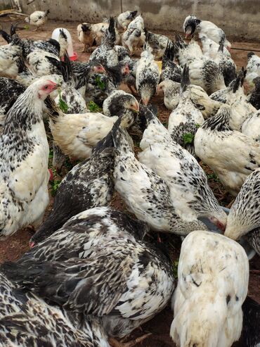 Toyuqlar: Toyuq, Adler, Ətlik — 2