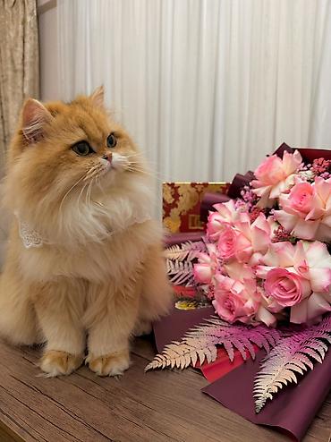 Pişiklər: Qızıl şinşilla, Dişi — 9