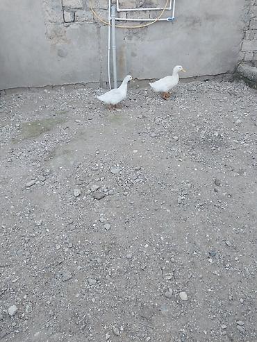 Təmiz pekin ördəyi satılır