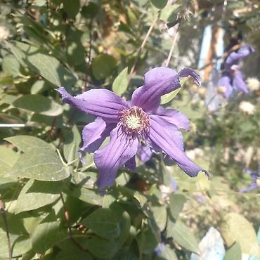 Другие садовые цветы и кустарники: Продаю разные цветы,злаковые: овсяница сизая,мискантус от 200с — 27