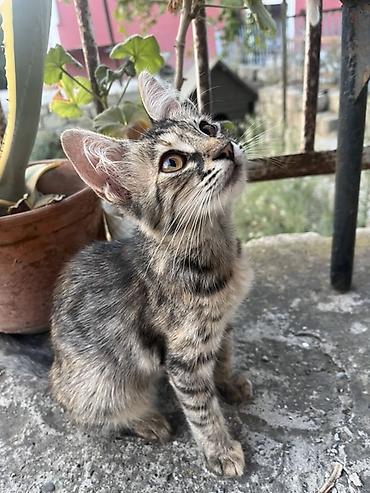 parafin dermani: Tabbi, Yaxşı əllərə — 2