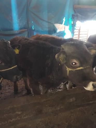 Коровы, быки: Продаю | Бык (самец) | Полукровка | На откорм | Привязанные — 7