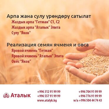 семена павловнии: ОсОО АПК «Элдан Аталык» с 1 февраля 2023 года реализует семена