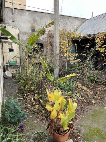 Bağ evlərinin satışı: Bakı, 80 kv. m, 2 otaqlı, Hovuzsuz, Kombi, Su, Qaz -da lalafo.az — 24 Bağ evlərinin satışı: Bakı, 80 kv. m, 2 otaqlı, Hovuzsuz, Kombi, Su, Qaz — 24