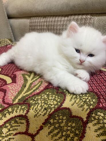 Pişiklər: Cins Paroda pişikləri. Şotland, Britan, Pers. Rəngləri də cür bə cür — 2