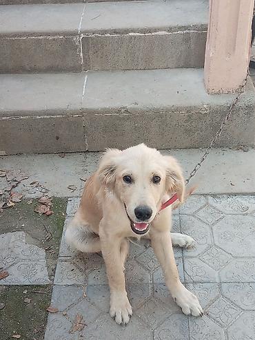 Retriever, 4 ay, Erkək, Ünvandan götürmə