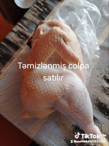 Quş: Şəkildə gördüyviz colpalar ın təmizləmiş və diri halda satıram kəsilib — 4