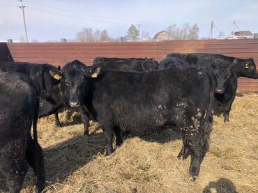продаю породистых коров: Сатам | Уй (ургаачы), Бука (эркек), Кунаажын | Ангус, Герефорд, Алатоолук | Бордоп семиртүү үчүн, Союуга, Көбөйтүү үчүн | Асыл тукумдуу