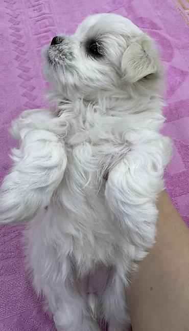 İtlər: Malta bolonka — 15