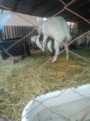 Козы, козлы: Продаю | Коза (самка) | Для разведения — 15