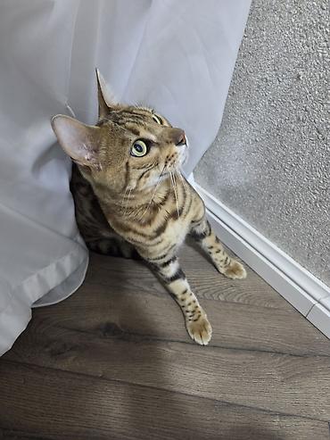 Pişiklər: Benqal, Dişi, Ünvandan götürmə — 8