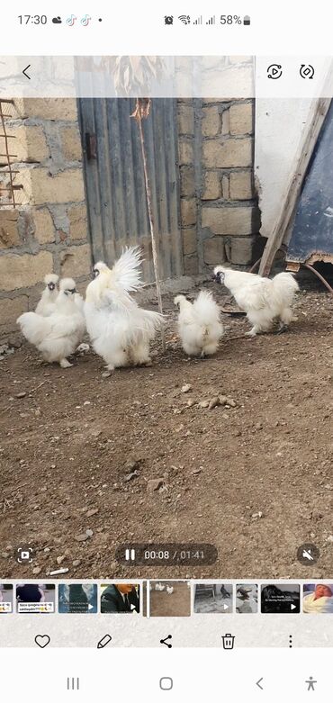 dovşan balaları: Ponponlar Ata Ana cütü 70Azn ponpon cücele Balacalar 10azb yeke