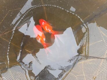 Akvariumlar: Oranda 2 quyruq qiyməti 2 manat 4 quyruq qiyməti 3 manat. Ünvan — 5