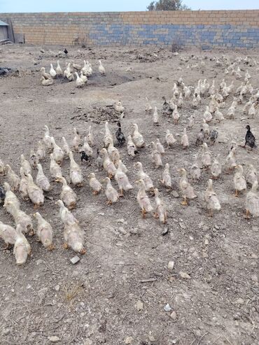 Ördəklər: Səsli Pekin ördək balaları və lal ördək balaları 1 ay, 40, 60, ve 80 -da lalafo.az — 2 Ördəklər: Səsli Pekin ördək balaları və lal ördək balaları 1 ay, 40, 60, ve 80 — 2