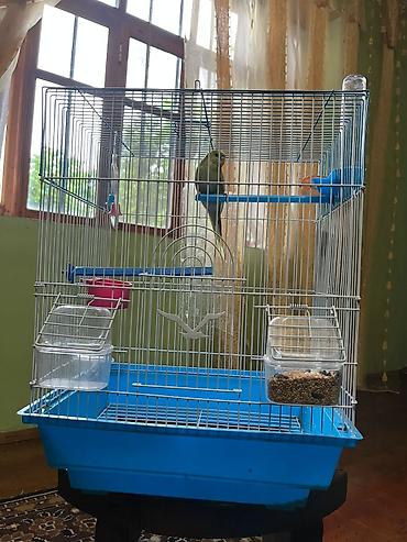 Tutuquşları: 🦜 Satılır – 5 Aylıq Dişi Papuqay 🦜 Sağlam, aktiv və öyrəşmiş dişi — 4