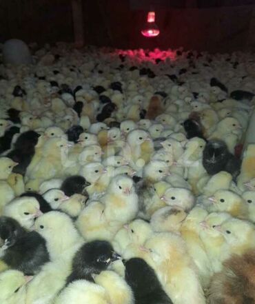 Xoruzlar: Xoruz, il: <1, Ödənişli çatdırılma — 6