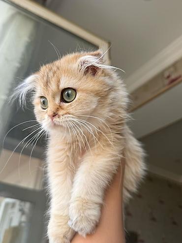 Pişiklər: Şotland yastı qulaq — 24