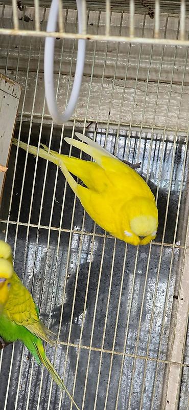 Птицы: Попугаи: Ожереловые (экзоты), Неразлучники и Волнистые ​Описание — 7