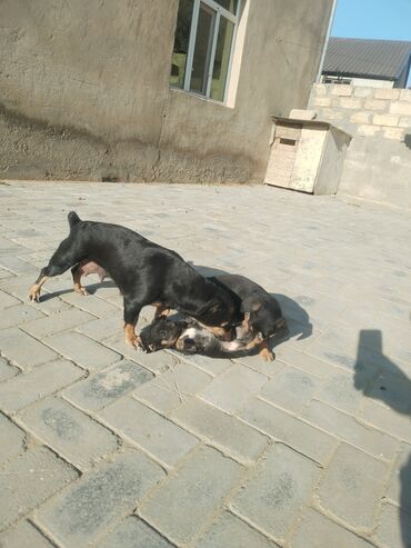 İtlər: Ingilis ov iti balalrı satlır bir erkey bir dişi itin anası cox agılı — 8