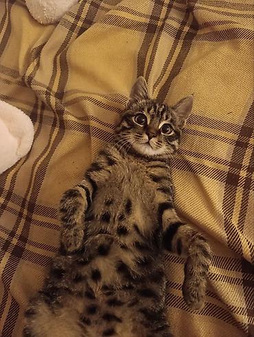 Кошки: 4 месяца, Мальчик, Приучена к лотку — 4
