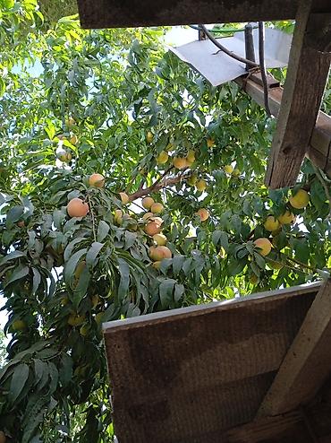 Продажа времянок: Уй магазини, клубника багы менен сатылат. Бишкектин, Алтын казык — 7