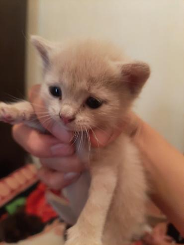 ласка: Очаровательные котята из одного помёта. - Окрас: серый (дымчатый) — 2