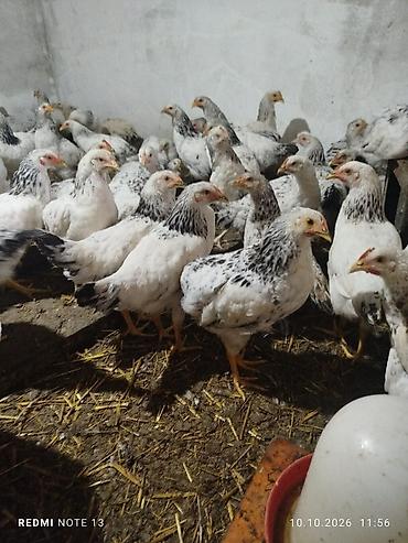 cuce yem qabi: Toyuq, Yumurtalıq — 5