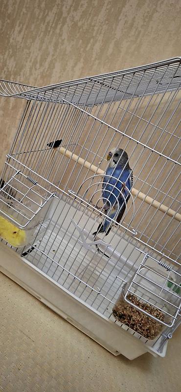 Qəfəslər: Dalğalı tutuquşu və qəfəs dəsti - Növ: dalğalı tutuquşu (budgerigar) — 5