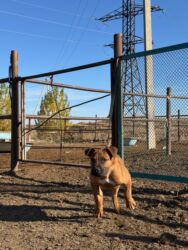 померанский шпиц купить недорого: Щенок стаффордширского бультерьера (стаффбуль) - Окрас: рыжий (ред)