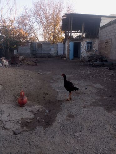голуби жвотный: Продаю | Петух | Бойцовая | Для разведения
