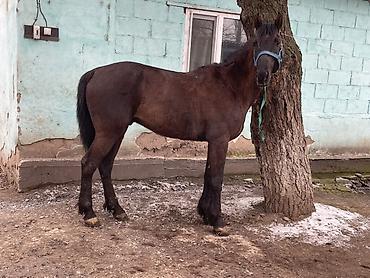 Лошади, кони: Продаю | Конь (самец) | Полукровка — 6