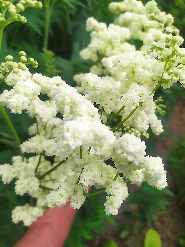 Другие садовые цветы и кустарники: Продаю уличные цветы многолетние оптом и в розницу. Дельфиниумы — 6