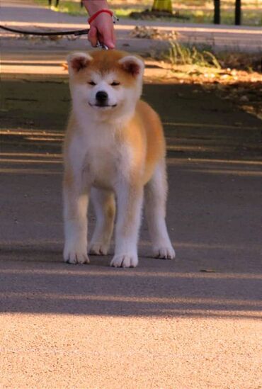 dve: Dve zenkice akita inu spremne za novi dom. Vakcinisane