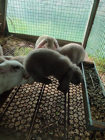 белый кролик: Продаю | Крольчата | Для разведения — 5