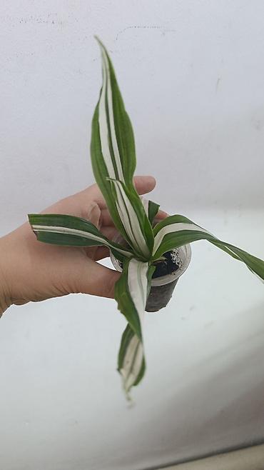 Драцены и Сансевиерии: Драцена (разные виды, в горшках) находится в Кара Балте - Эффектные — 6