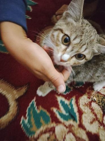 Котёнок мальчик ищет дом и любящую семью, полосатый табби с белыми