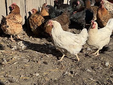 домашние куры бишкек: Продаю | Куры | Домашняя | Несушки — 2