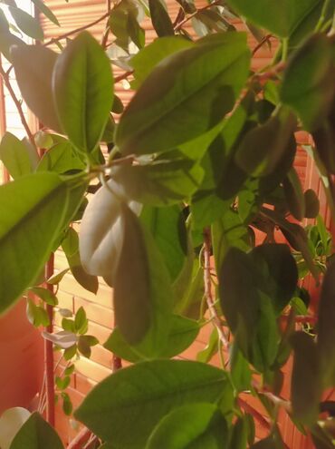 фикус керли: Продаётся домашнее растение. Фикус каучуконосный. Высота 2 метра