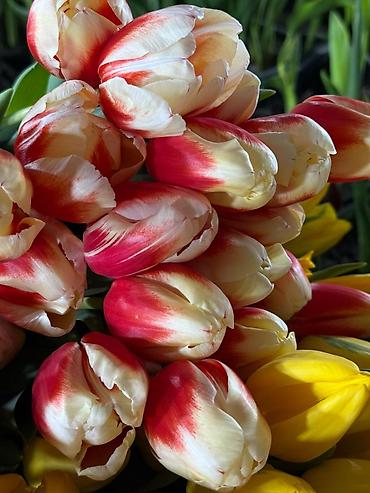 Букеты из живых цветов: Букеты из тюльпанов - Классические моно‑букеты и мини‑букеты в — 3