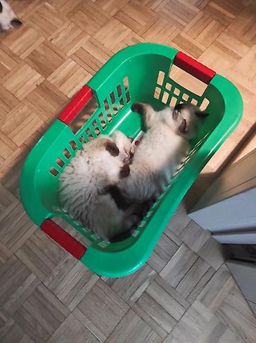 Mačke: Ragdoll mačići – blue point rođeni 02.04. - Prelepi ragdoll mačići sa — 11
