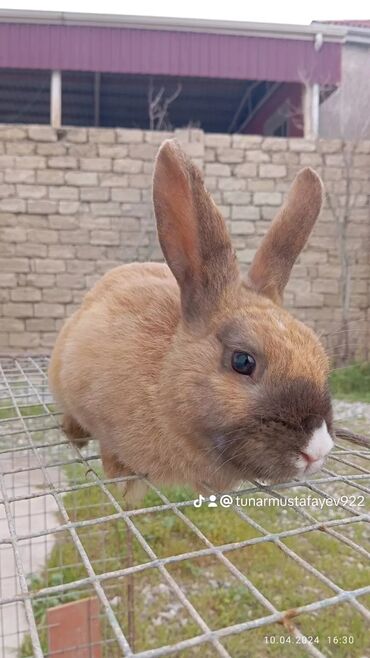 Кролики: Salam dovşanlar Erkey dişi 40 manatdı qeyd edimki dişi boğazdı