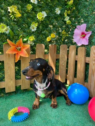 Psi: Odgajivacnica pasa "Happy Puppies" iz Novog Sada ima u ponudi stence — 8