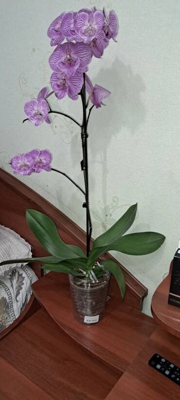 орхидея цветок: Орхидея 1400с