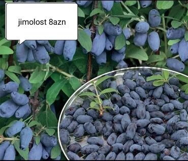 Şitillər: Məhsul: Bağ bitkiləri və meyvə fidanları seçimi - Hibiskus (Rose of — 10