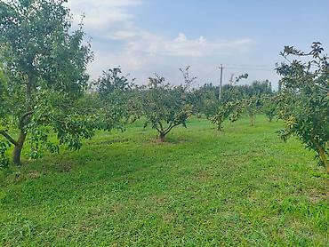156 sot Kənd təsərrüfatı, Su lalafo.az -da 156 sot Kənd təsərrüfatı, Su