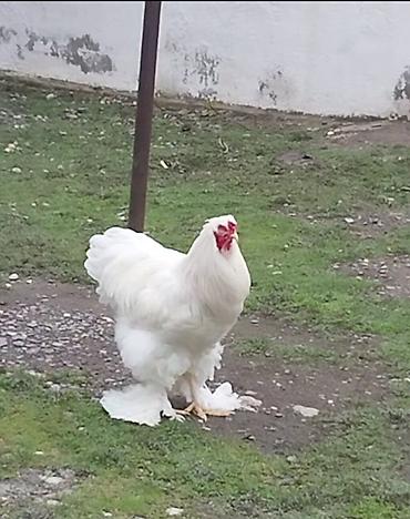 brama cuceleri: Tek xoruzdu.real alici yazsin.vatsap var — 4