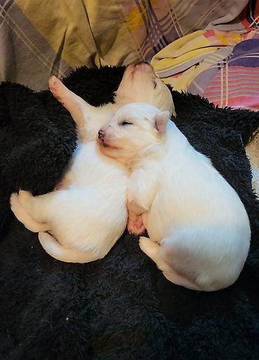 Psi: Na prodaju stenci maltezera,snezno bele boje,stari dva — 3