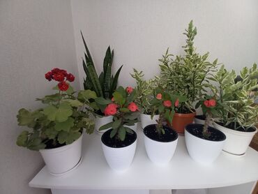 молочай цветы: Распродажа 
комнатные цветы 
комнатные растения