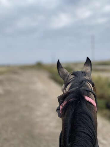 дом для кур: Сатам | Жылкы (эркек) | Аргын | Жумушка, Ат спорту